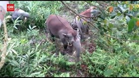 VIDEO: Kawanan Gajah Rusak Kebun Sawit Warga