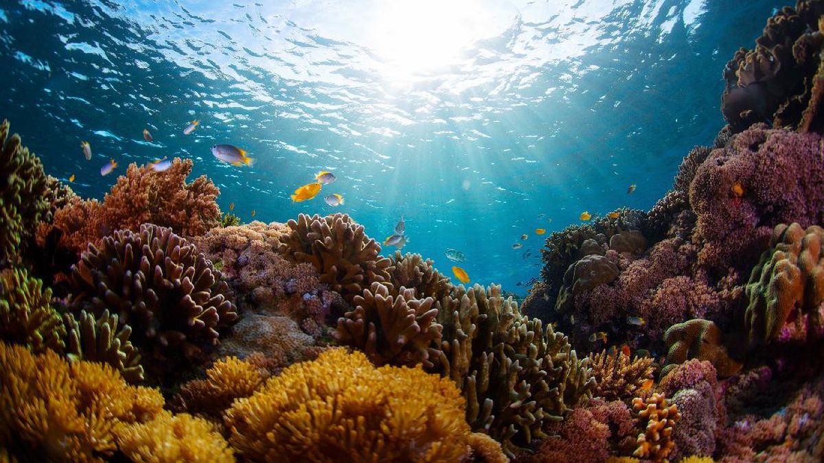 Fenomena Langka Laut Alor yang Bikin Ikan-ikan Pingsan