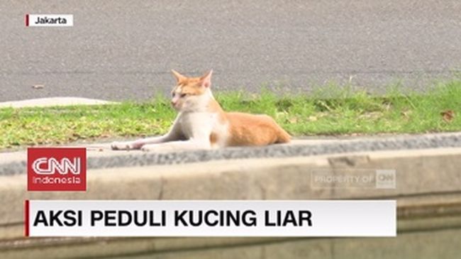 Cara Merawat Anak Kucing Baru Lahir Hingga Dewasa