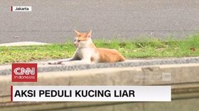 VIDEO: Merawat Kucing Kucing Liar