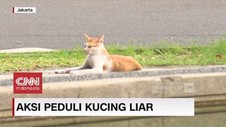 VIDEO: Merawat Kucing Kucing Liar