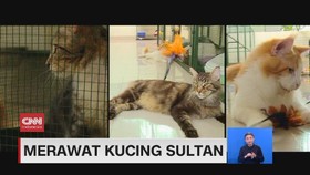VIDEO: Merawat Kucing Sultan