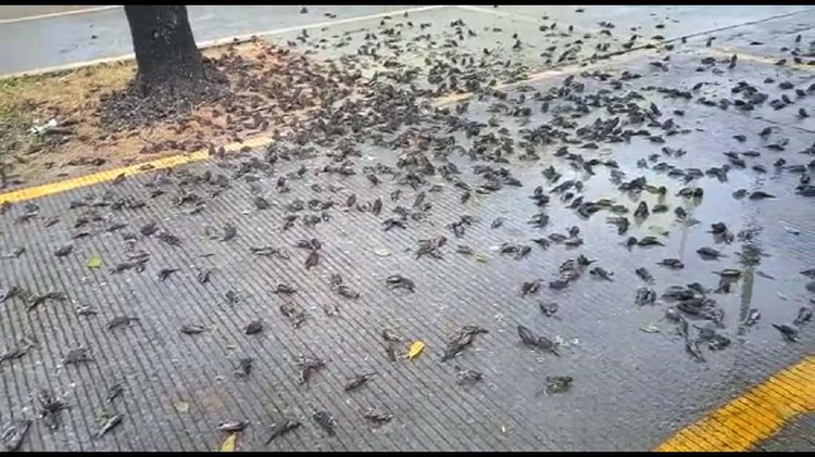 Potret Ratusan Burung Pipit Berjatuhan di Cirebon Rombongan burung pipit berjatuhan dan mati massal di Balai Kota Cirebon, Jawa Barat. Begini potretnya.