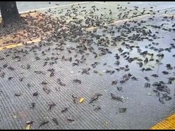 Misteri Burung Mati Massal di Bali-Cirebon, LIPI: Mungkin Akibat Perubahan Iklim