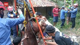 VIDEO: Upaya Petugas Damkar Evakuasi Sapi Yang Tercebur Sumur