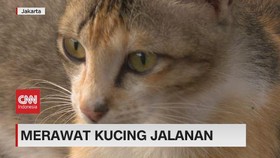 VIDEO: Merawat Kucing Jalanan