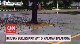 VIDEO: Ratusan Burung Pipit Mati di Halaman Balai Kota