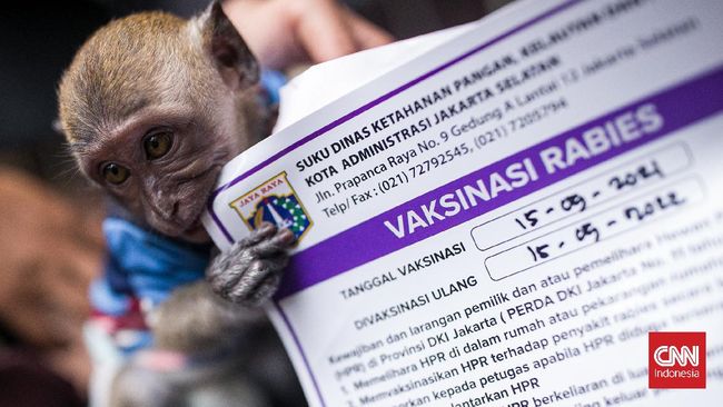 Penyakit rabies adalah penyakit yang menular dari gigitan, cakaran atau kontak langsung dengan mukosa hewan. Jangan khawatir, ini pertolongan pertama rabies.