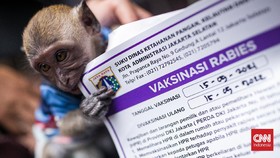 3 Pertolongan Pertama Rabies, Langkah Penting Cegah Kematian