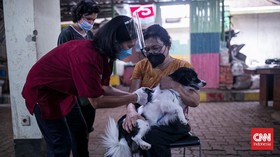 Kasus Meningkat, Kementan Gelontorkan Rp6,92 M Atasi Rabies Tahun Ini