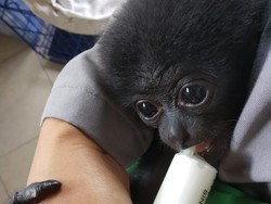 Pecinta Satwa Minta Asal Mula Bupati Badung Peroleh Owa Siamang Ditelusuri