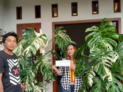 Viral Tanaman Hias Monstera dari Tawangmangu Dibeli Emak-emak Rp 225 Juta