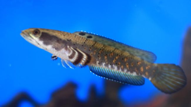 Ikan Channa akhir-akhir ini ramai dibicarakan kalangan pecinta hewan dan memiliki harga jutaan. Berikut cara memelihara ikan Channa.