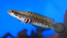 3 Cara Memelihara Ikan Hias Channa yang Jadi Pujaan