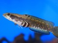 3 Cara Memelihara Ikan Hias Channa yang Jadi Pujaan
