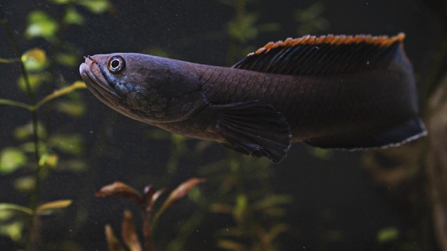 Keberadaan ikan iblis merah bahkan membuat populasi ikan endemik di Danau Toba menipis akibat dilahap spesies yang disebut sebagai predator rakus tersebut.