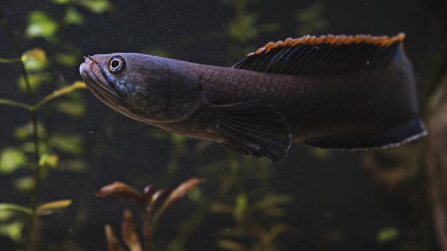 Mengenal Channa, Ikan Gabus Hias dengan Corak Unik Popularitas ikan cupang mungkin sebentar lagi bakal digeser oleh keluarga ikan gabus, Channa. Apa itu ikan gabus hias Channa?