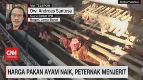 VIDEO: Harga Pakan Ayam Naik, Peternak Menjerit