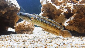 9 Jenis Ikan Hias Channa dengan Corak Menawan, Harga Jutaan