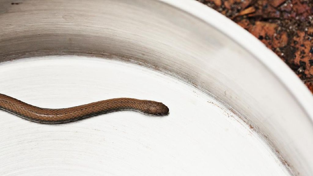 Rumah Rawan Didatangi Ular? Bisa Jadi karena 7 Tanaman Ini