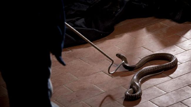 Terdapat empat langkah yang bisa dilakukan warga jika menemukan ular masuk ke dalam rumah.