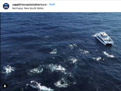 Sangat Langka, Fenomena Migrasi Gerombolan Ratusan Paus Bungkuk