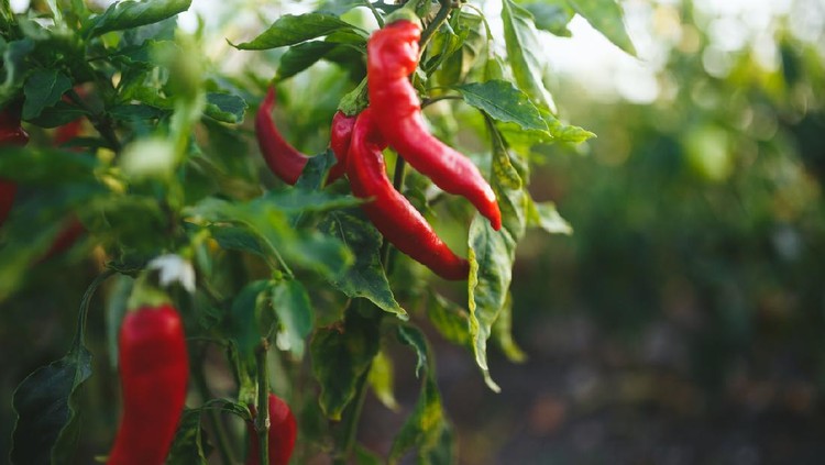 tanaman cabai Spicy and hot flaming red chilli growing in an organic vegetable garden.