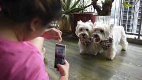 FOTO: Tingkah Gemas Influencer Anjing Peliharaan di Singapura
