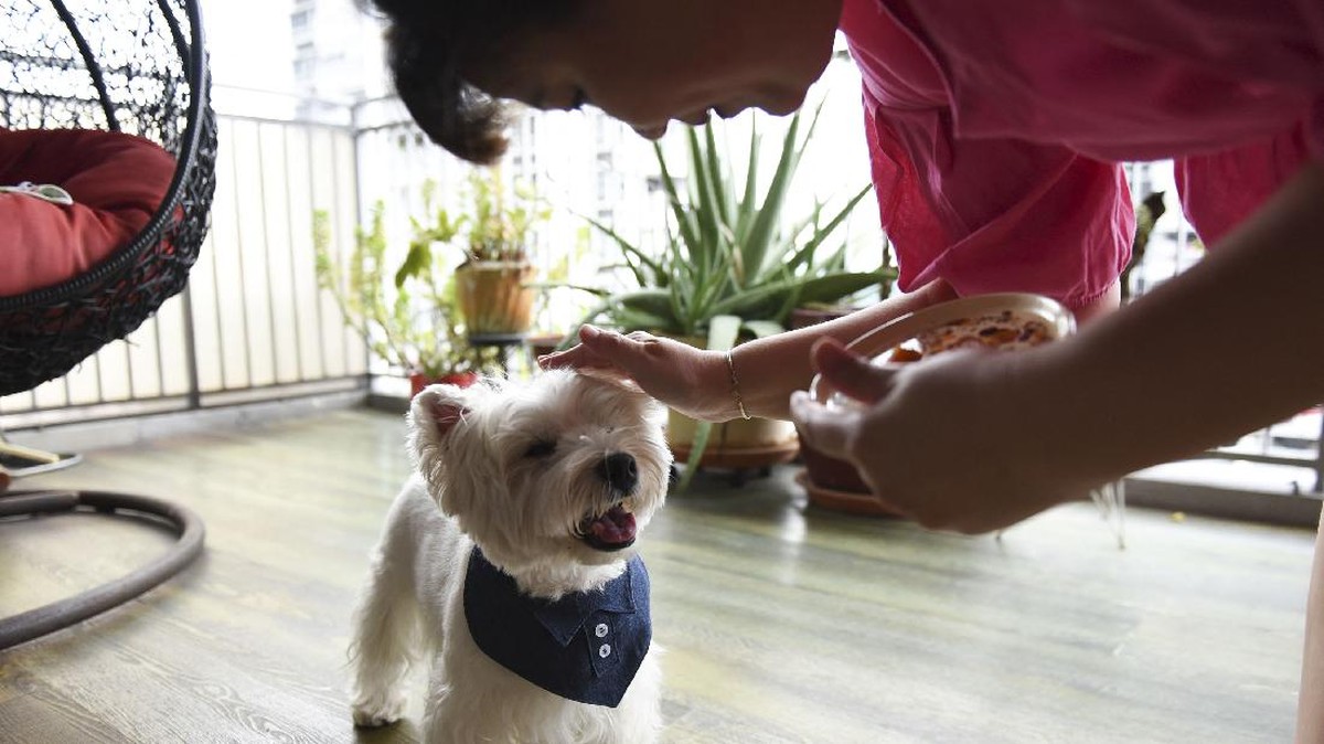 FOTO: Tingkah Gemas Influencer Anjing Peliharaan di Singapura