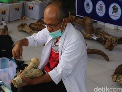 61 Koleksi Fosil Museum Patiayam Dikonservasi, dari Gajah Hingga Rusa