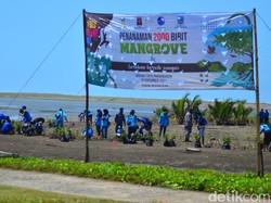 2 Ribu Pohon Mangrove Cegah Abrasi di Pantai Karangtirta Pangandaran