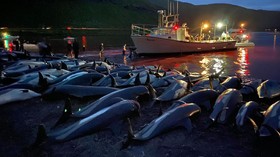 FOTO: Perburuan Lumba-lumba di Kepulauan Faroe