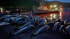 FOTO: Perburuan Lumba-lumba di Kepulauan Faroe