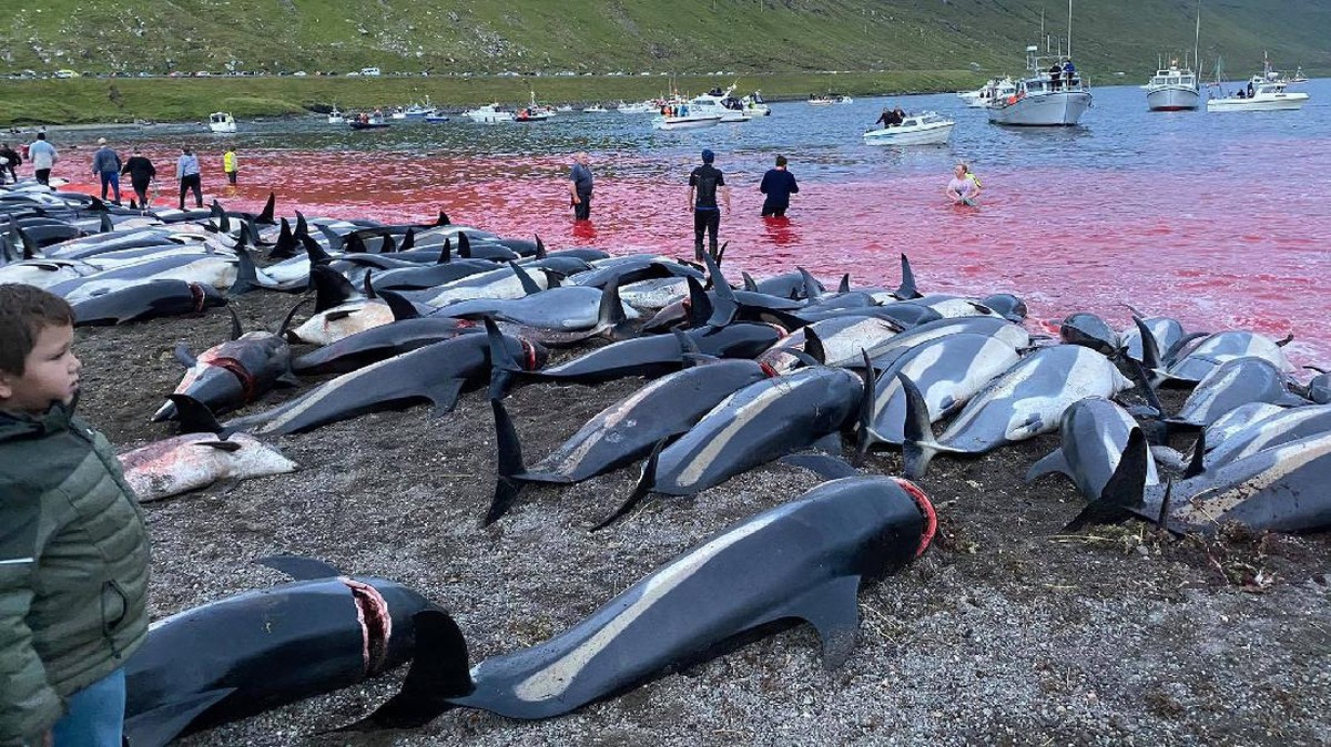 FOTO: Perburuan Lumba-lumba di Kepulauan Faroe