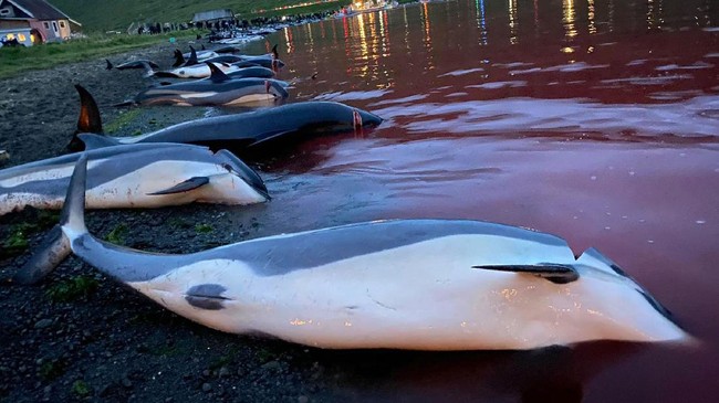 FOTO: Perburuan Lumba-lumba di Kepulauan Faroe