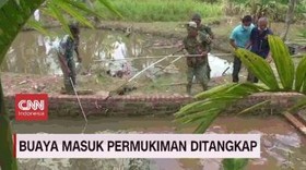 VIDEO: Buaya Masuk Pemukiman Warga