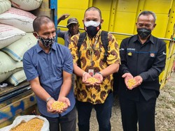 Hore! Jokowi Juga Bantu Peternak Blitar Lain 80 Ton Jagung