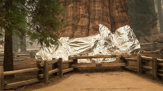 Pohon terbesar di dunia yang berlokasi di Taman Nasional Sequioa, Amerika Serikat, dibungkus aluminium foil guna mencegah terbakar dalam kebakaran hutan.