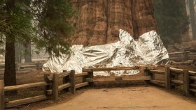 Pohon Raksasa di Taman Nasional AS Dibungkus Aluminium Foil