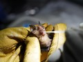 FOTO: Mencari Jejak Covid-19 pada Kelelawar di Kamboja