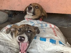 Viral! Belasan Anjing Terbungkus Karung Diamankan dari Rumah Jagal di Bantul