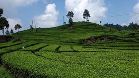 Izin Konsesi Anak Usaha Dicabut, Astra Agro Lestari Minta Klarifikasi