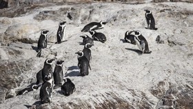 63 Penguin Terancam Punah di Afsel Tewas Disengat Lebah Madu