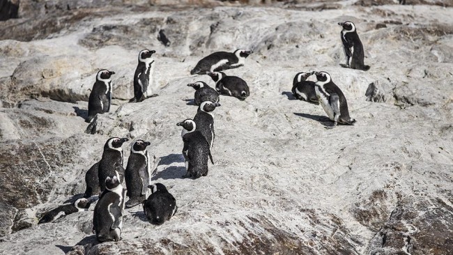 Sebanyak 63 burung penguin yang terancam punah di Cape Town, Afrika Selatan, mati akibat disengat lebah madu.