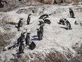 63 Penguin Terancam Punah di Afsel Tewas Disengat Lebah Madu