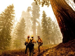Upaya Melindungi Pohon Jenderal Sherman di Taman Nasional California