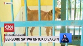 VIDEO: Berburu Satwa untuk Divaksin