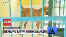 VIDEO: Berburu Satwa untuk Divaksin