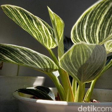 Menukik Murah, Daftar Tanaman Mahal nan Sultan Ini Sudah Turun Harga!