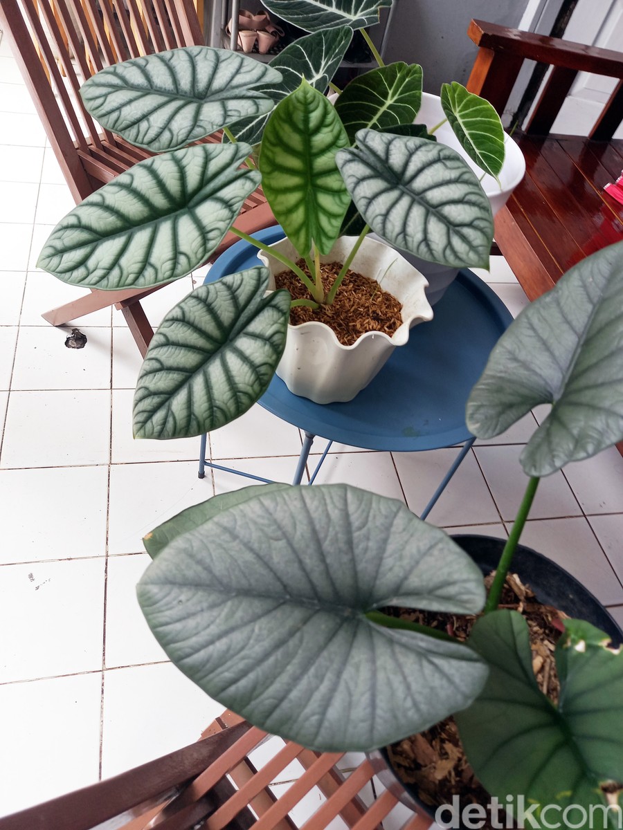 Tanaman hias sultan tanaman hias begitu rimbun di kopi febi Jagakarsa, kedai mungil outdoor yang menggambungkan konsep kontainer dikelilingi tanaman hias bak kebun.